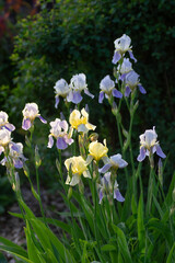 bearded iris flower blooming in spring garden with yellow and lilac petals