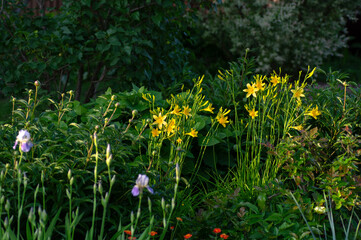 yellow daylily flower blooming in lush summer garden