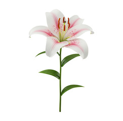 Lírio Branco Flor com Caule