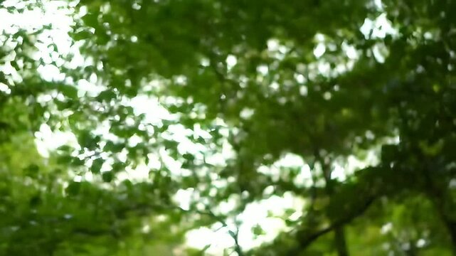 Sunlit Green Leaves Swaying with Bokeh Effect in Forest Background