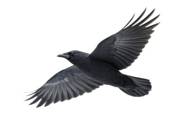 Majestic black crow in flight with outstretched wings on a dark background, cut out