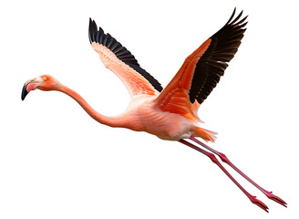 Pink flamingo in flight isolated on transparent background