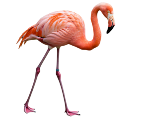 Pink flamingo in flight isolated on transparent background