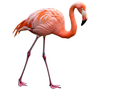 Pink flamingo in flight isolated on transparent background