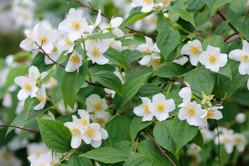 blooming jasmine close up

