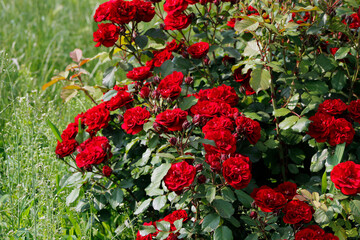 a bush of red roses in the garden

