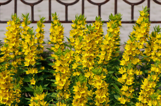 beautiful yellow flowers of lysimachia close up

