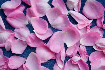rose petals on blue denim background

