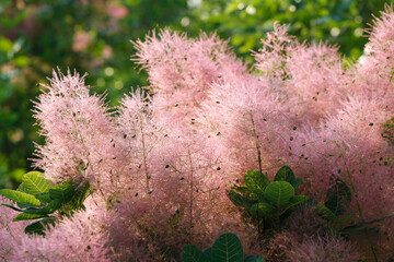 beautiful blooming smoke tree close-up

