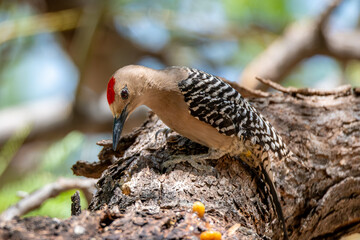 Male gila woodpecker pecking at the bark of the mesquite tree