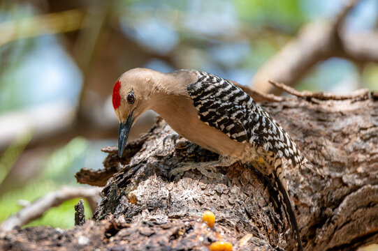 Male gila woodpecker pecking at the bark of the mesquite tree