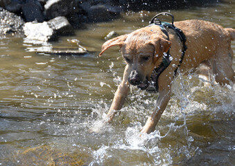 Playful young yellow Labrador retriever splashing in a clear river, surrounded by lush countryside....