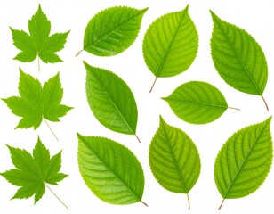 Fresh green leaves arranged