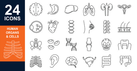 Human Anatomy Line Icons Editable Stroke