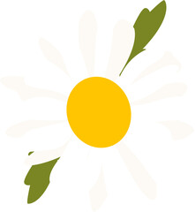 Daisy Flower with white petals