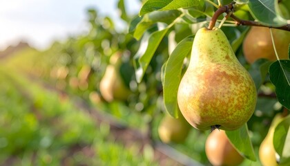 Ripe pears clustered on orchard branch, basking in golden sunlight, showcasing natural luster and plump curves