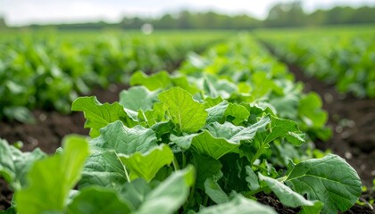 Radish field stretching across verdant farmland, growing in uniform rows under gentle sunlight, highlighting agricultural abundance
