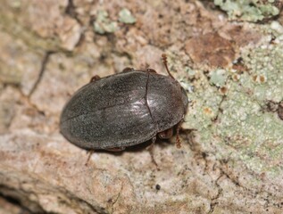 Opossum beetle Hyporhagus punctulatus insect on decaying plant matter nature pest control.