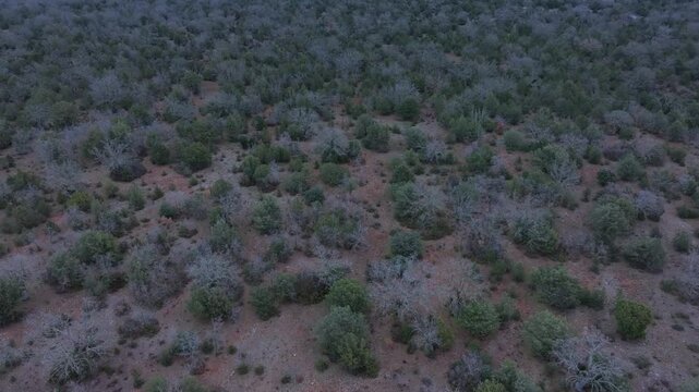 Aerial view from a drone of the forest of oaks and junipers near the village of Borobia in the Moncayo region. Soria, Autonomous Community of Castile and Leon, Spain. Europe