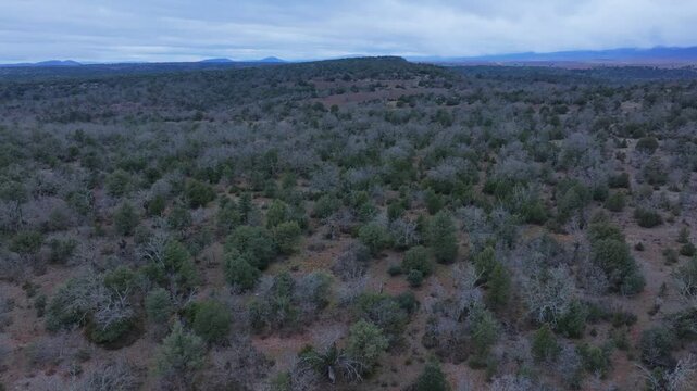 Aerial view from a drone of the forest of oaks and junipers near the village of Borobia in the Moncayo region. Soria, Autonomous Community of Castile and Leon, Spain. Europe