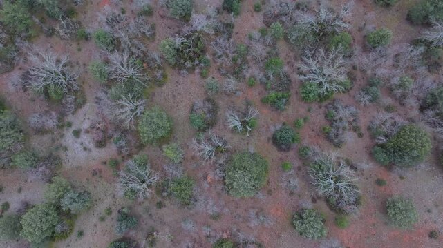 Aerial view from a drone of the forest of oaks and junipers near the village of Borobia in the Moncayo region. Soria, Autonomous Community of Castile and Leon, Spain. Europe