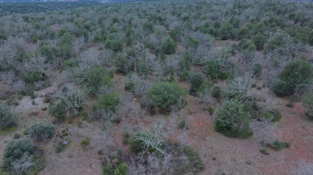 Aerial view from a drone of the forest of oaks and junipers near the village of Borobia in the Moncayo region. Soria, Autonomous Community of Castile and Leon, Spain. Europe