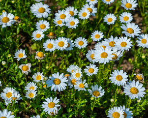 Fototapeta premium many flowers