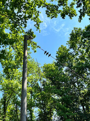 Fototapeta premium Birds sitting on a wire between green trees under a clear blue sky. Peaceful summer forest view with electric pole and nature background