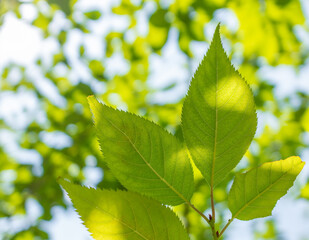Close-up of tender green leaves under sunlight