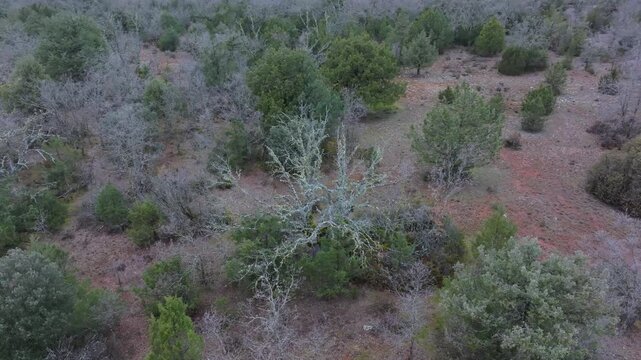 Aerial view from a drone of the forest of oaks and junipers near the village of Borobia in the Moncayo region. Soria, Autonomous Community of Castile and Leon, Spain. Europe
