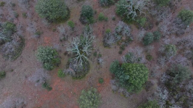 Aerial view from a drone of the forest of oaks and junipers near the village of Borobia in the Moncayo region. Soria, Autonomous Community of Castile and Leon, Spain. Europe
