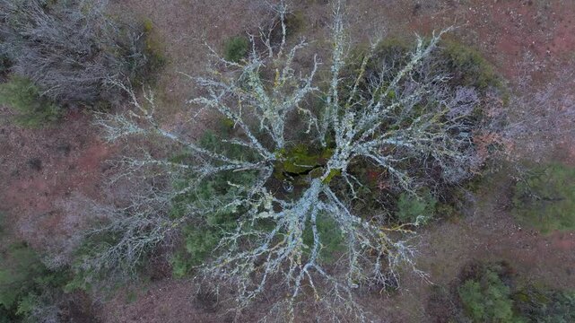 Aerial view from a drone of the forest of oaks and junipers near the village of Borobia in the Moncayo region. Soria, Autonomous Community of Castile and Leon, Spain. Europe