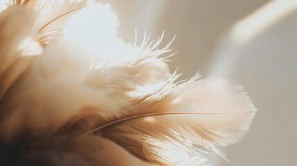 A feathery texture with a light color. The feather is in the center of the image. The feather is light and fluffy, and it has a soft texture
