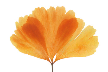 Vibrant orange ginkgo biloba leaf on black background, cut out
