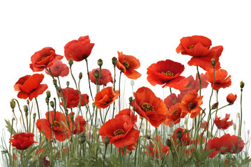 Vibrant red poppies against black background showcasing nature's beauty, cut out