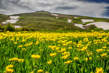 Fototapeta premium meadow with flowers