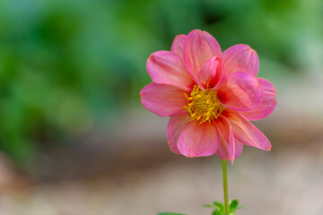 緑のぼかしを背景に咲くピンクのダリア