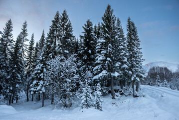 Landscape with tree with snow, Norway