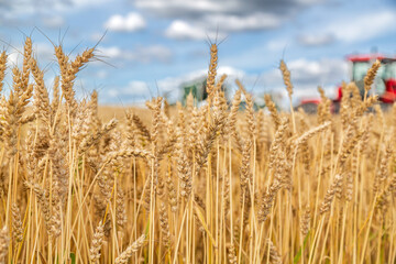 Gold wheat field and blue sky
