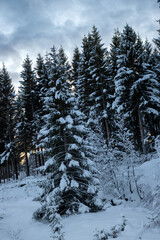 Landscape with tree with snow, Norway