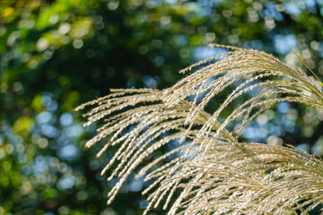 秋のススキのクローズアップ