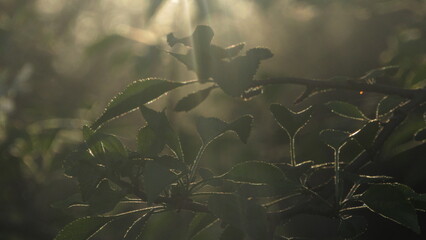 Summer. Green leaves. Sun rays.