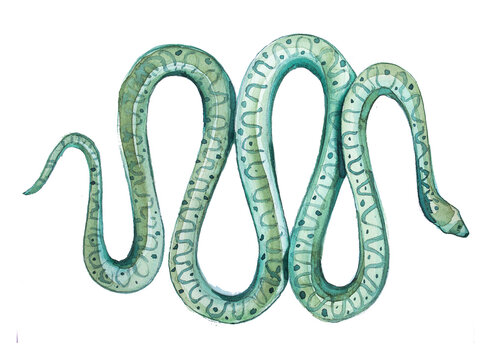 Beautiful hand painted watercolor snake illustration isolated on a white background. Green snake design for card, invitation,branding. Wild animal hand drawn clipart.