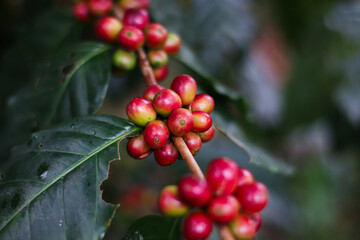 ripe coffee cherries growing on a branch with green leaves