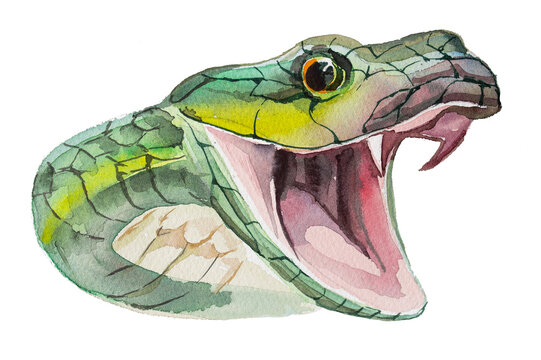 Beautiful hand painted watercolor snake illustration isolated on a white background. Green snake design for card, invitation,branding. Wild animal hand drawn clipart.