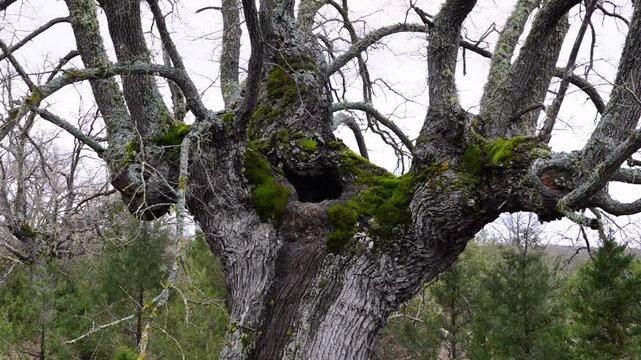 Aerial view from a drone of the forest of oaks and junipers near the village of Borobia in the Moncayo region. Soria, Autonomous Community of Castile and Leon, Spain. Europe