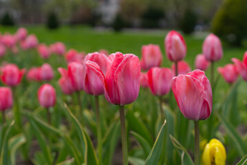 Blooming tulips in the city park