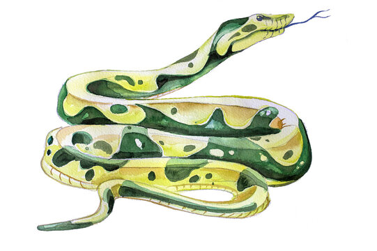 Beautiful hand painted watercolor snake illustration isolated on a white background. Green snake design for card, invitation,branding. Wild animal hand drawn clipart.