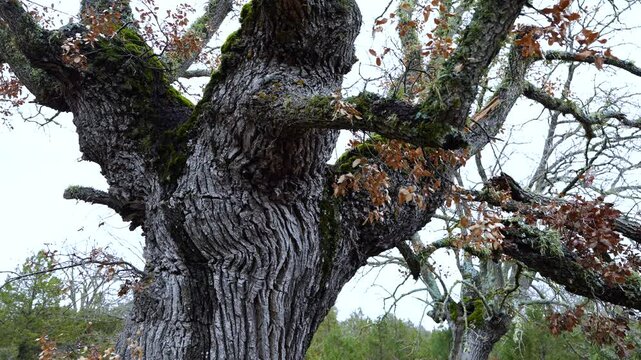 Aerial view from a drone of the forest of oaks and junipers near the village of Borobia in the Moncayo region. Soria, Autonomous Community of Castile and Leon, Spain. Europe