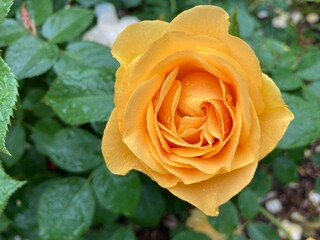 yellow rose in garden
